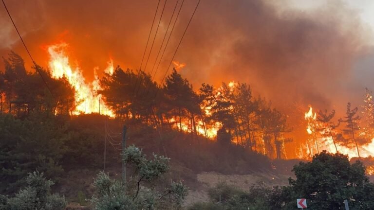 Hundreds of animals including 12 people died due to fire in the forests of Turkey