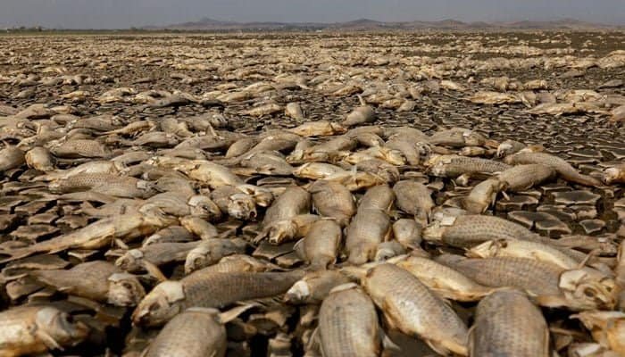 Thousands of fish have died in a Mexican lake due to severe drought